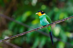 Psarisomus dalhousiae