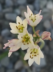 Nothoscordum gracile