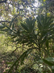 Euphorbia