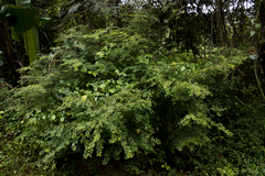 Indigofera micrantha
