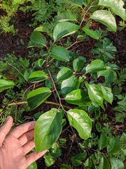 Diospyros virginiana