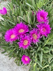 Carpobrotus