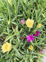 Carpobrotus