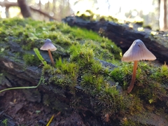 Mycena subgalericulata