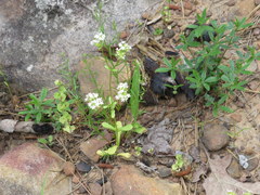 Valerianella nuttallii