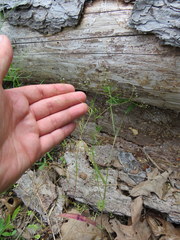 Spermolepis