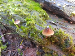 Mycena subgalericulata