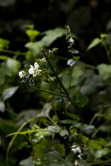 Isoglossa woodii