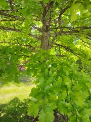 Quercus macrocarpa