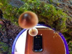 Mycena subgalericulata