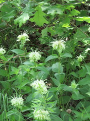 Monarda luteola