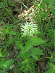 Monarda luteola