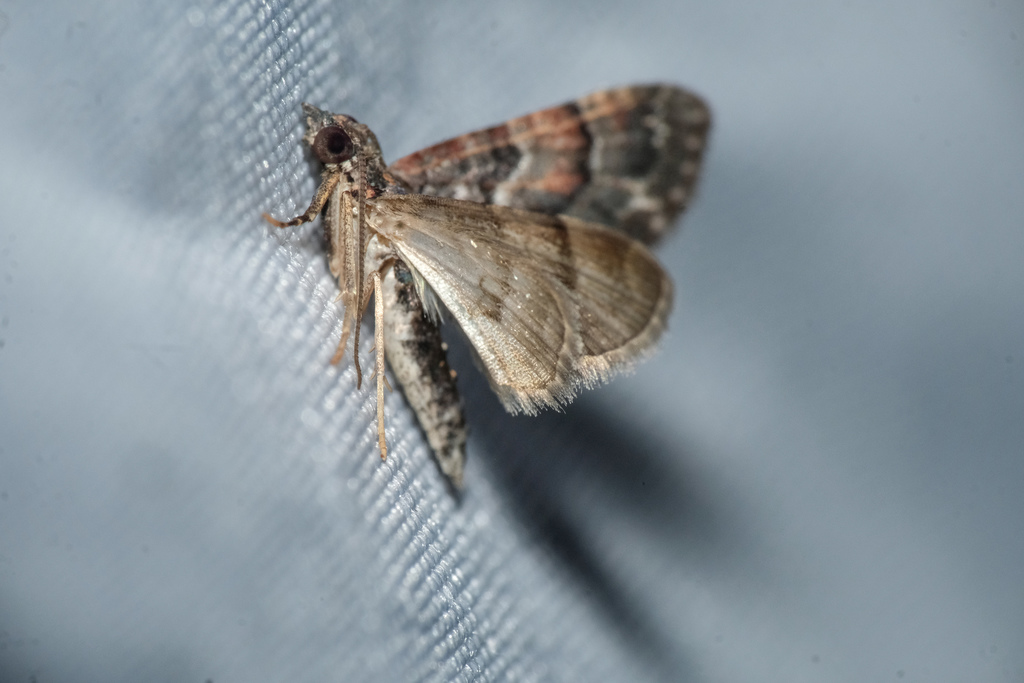 Casuariclystis latifascia
