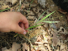 Dichanthelium ravenelii