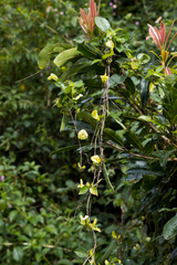 Macrotyloma axillare