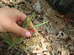 Dichanthelium ravenelii