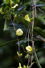 Macrotyloma axillare