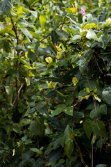 Macrotyloma axillare