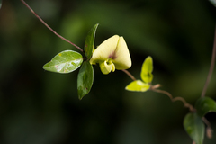 Macrotyloma axillare