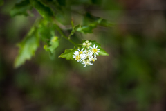 Microglossa mespilifolia