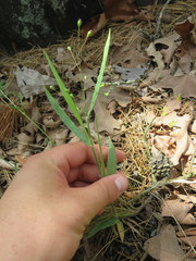 Dichanthelium ravenelii