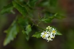 Microglossa mespilifolia