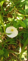 Convolvulus arvensis