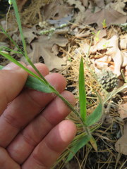 Dichanthelium ravenelii