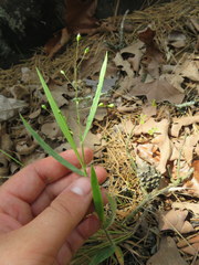 Dichanthelium ravenelii