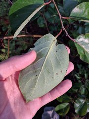 Diospyros virginiana