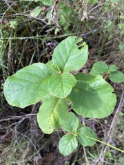 Trymalium odoratissimum