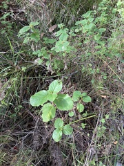 Trymalium odoratissimum