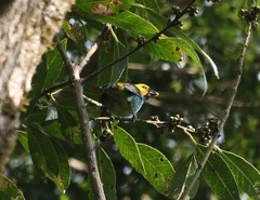 Tangara cyanoventris