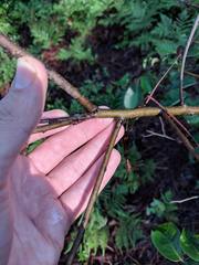 Diospyros virginiana