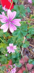 Malva sylvestris