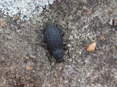 Polypleurus perforatus