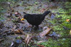 Turdus merula