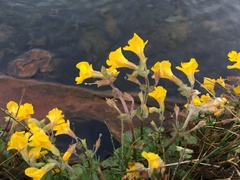 Erythranthe thermalis