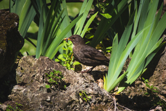 Turdus merula