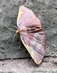 Nothomiza flavicosta