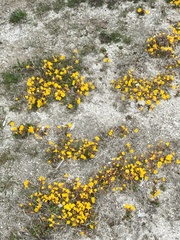 Erythranthe thermalis