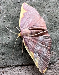 Nothomiza flavicosta