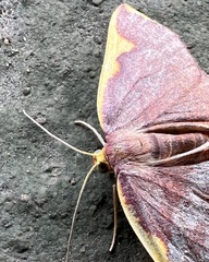 Nothomiza flavicosta