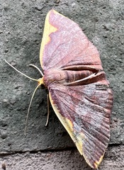 Nothomiza flavicosta