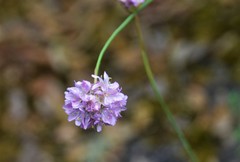 Armeria rothmaleri