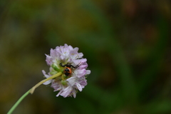 Armeria rothmaleri