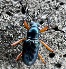 Strongylium erythrocephalum