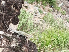 Laudakia tuberculata