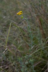 Nidorella auriculata
