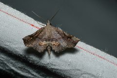 Throana pectinifer